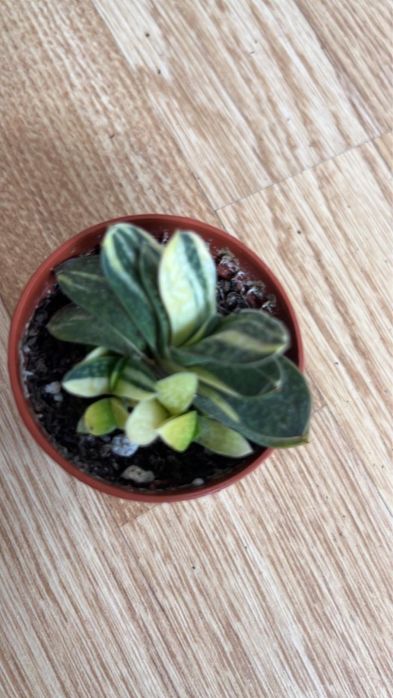 Комнатные растенич