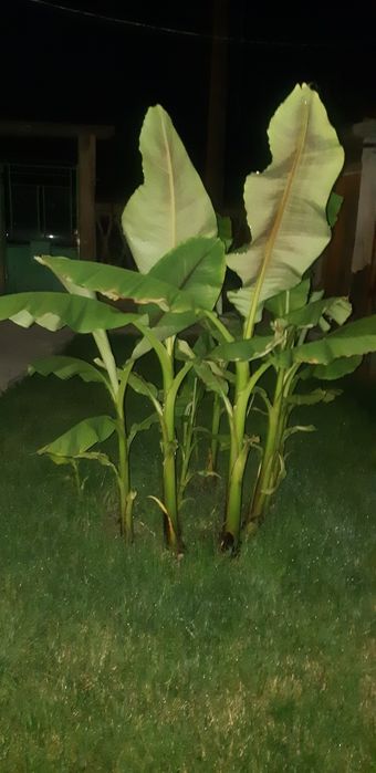 Банан палма  студоустойчив