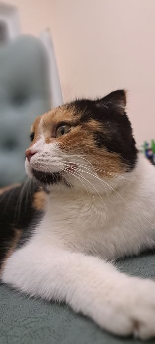 Мушук боласи берилади