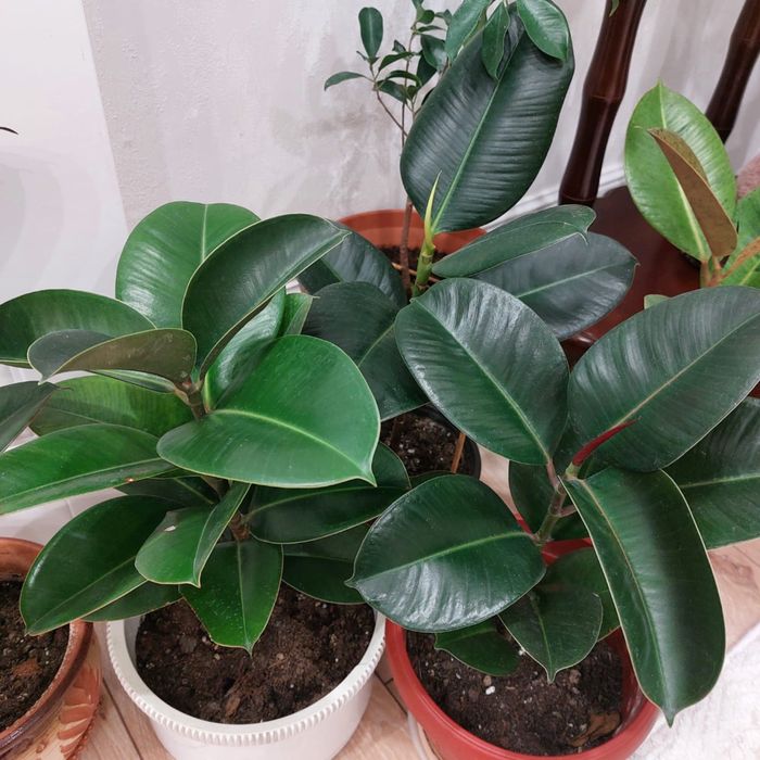 Домашние цветы от 3000