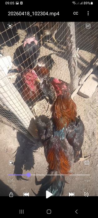 Дакан  хорозларни  зорлари  хаммаси  сотилади