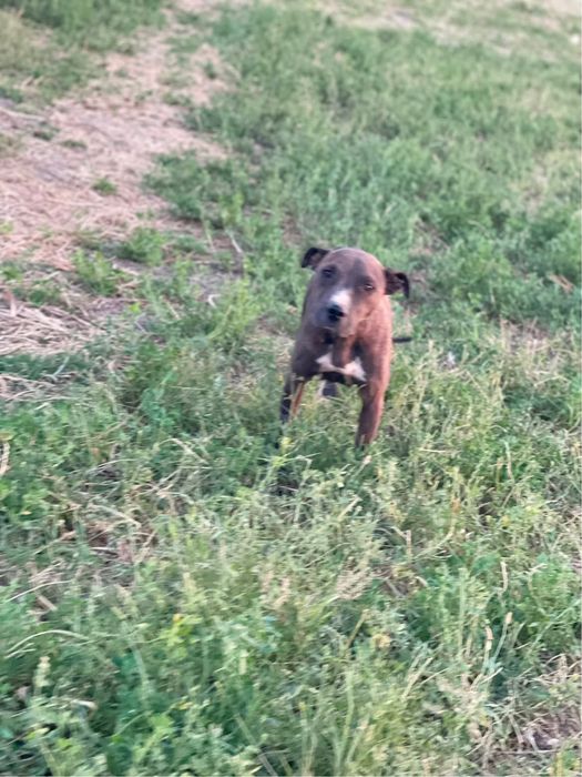 poroda_pitbul