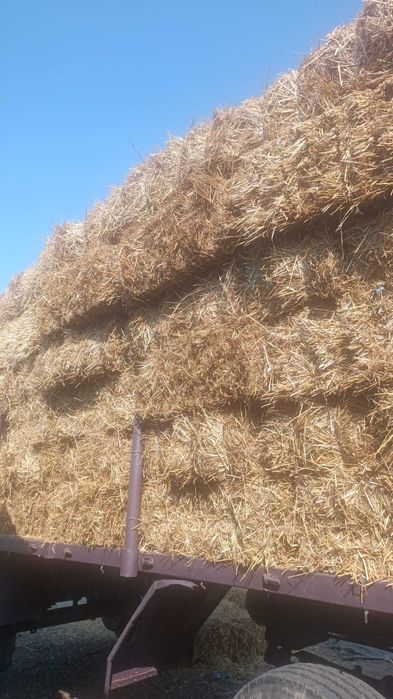 Baloti de paie de grau