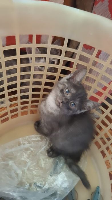 Отдам даром котят