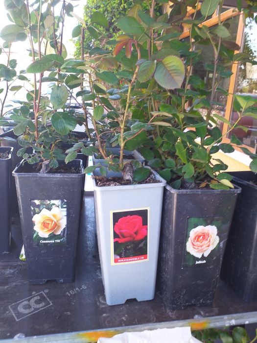 Vand trandafiri cataratori soi premiu diferite culori