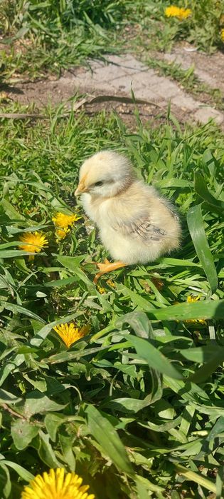 Оплодени яйца от кокошки