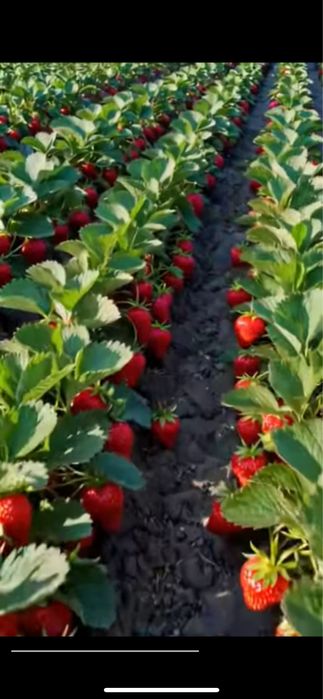 Серхосил клубника кучатлари