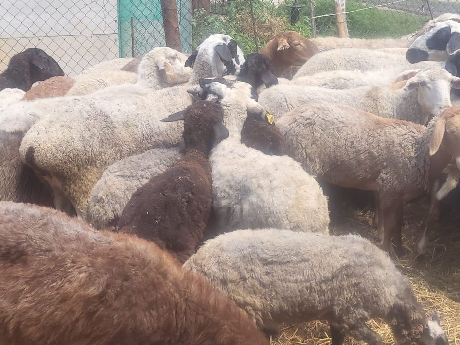 Круг общий 55000