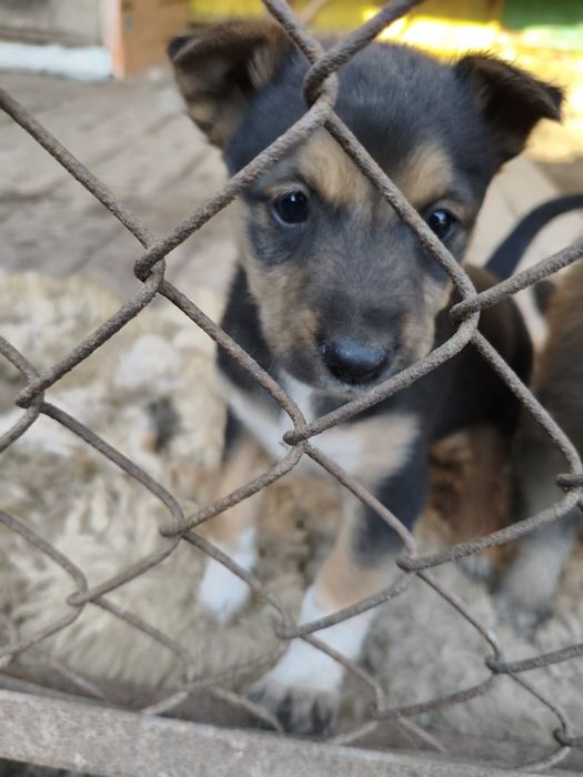 Отдам щенков в добрые руки!!!