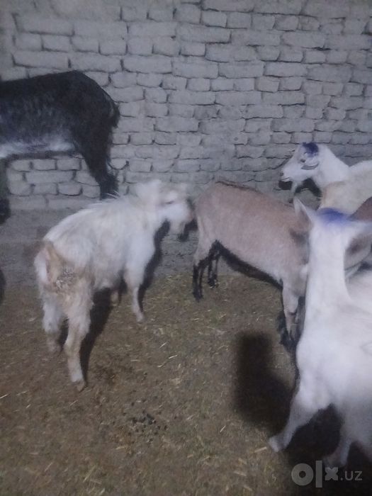 Zanin zotli taka sotiladi