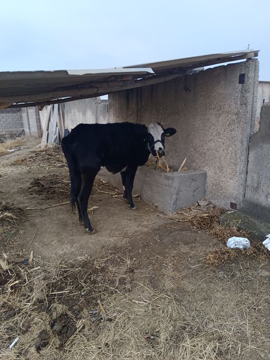 Сиыр 1 Туган еты орташа срочно