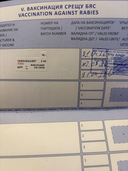 Самоед Женско 5 месечно