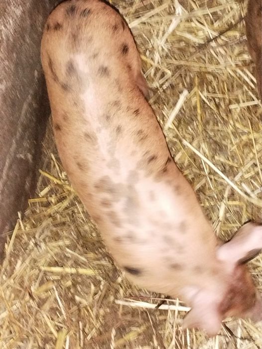 Поросята породистые