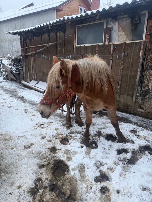 Vând mânză roaibă