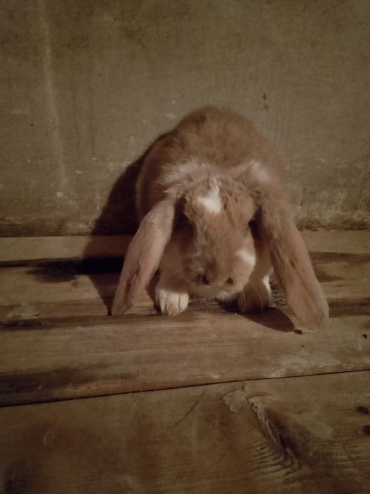 Кролики , порода барашки