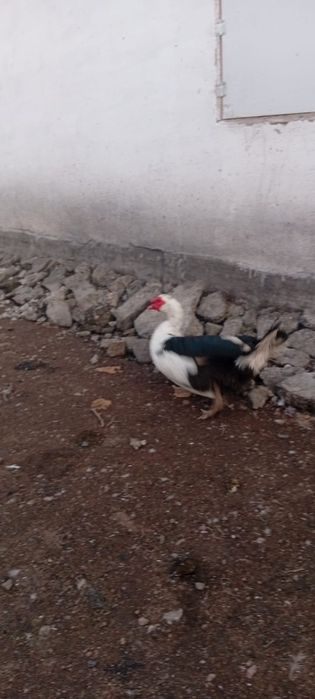 Селезни продам .