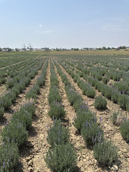 Lavanda fransuskiy