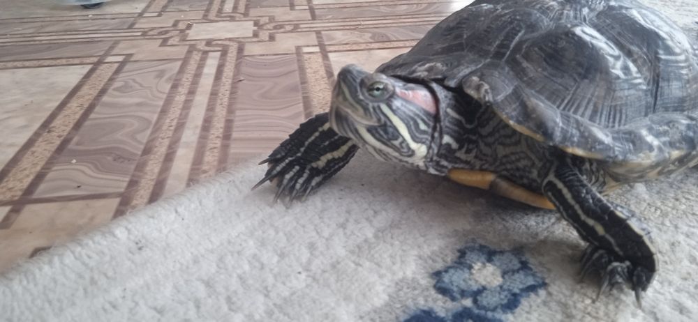 Продам красно ухая черепаха