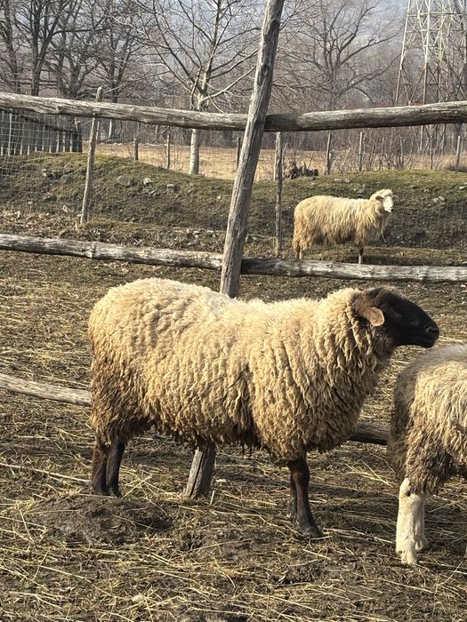 Vand berbec de 2 ani