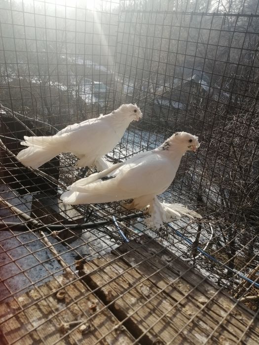 Продам голубей, оптом