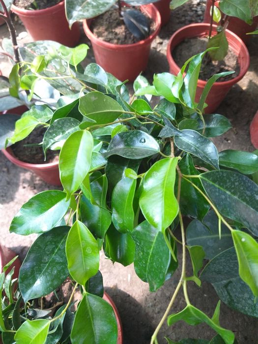 Jizzax Garden life taqdim etadi bizda turli xil xonaki gullar sotiladi