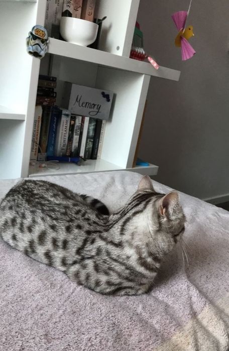 Два кота скотиш страйт