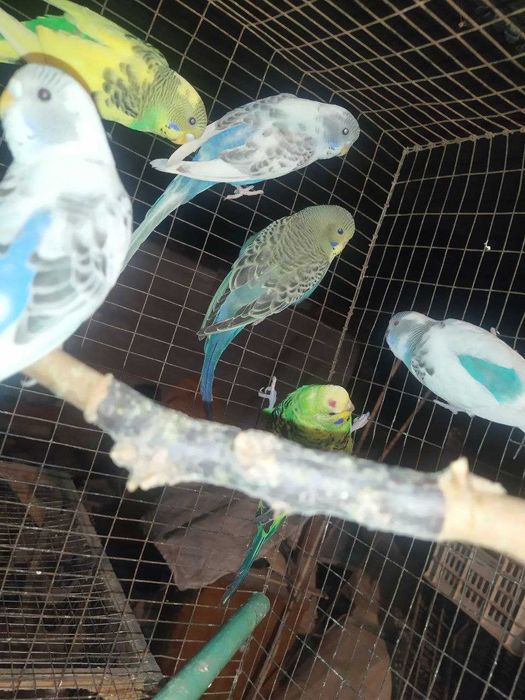 Valnistiy papugay, saru nerazlushka, albinos to'tilar