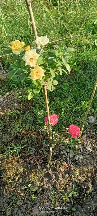 Shtampoviy atirgullar