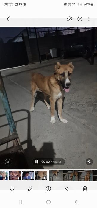 7 месячный шенок