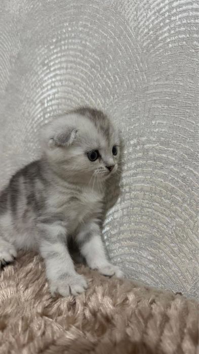Шотландские котята