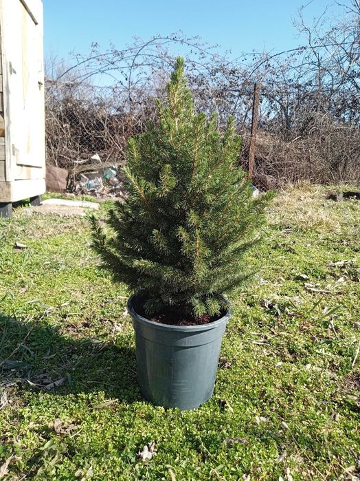 Brăduț în ghiveci