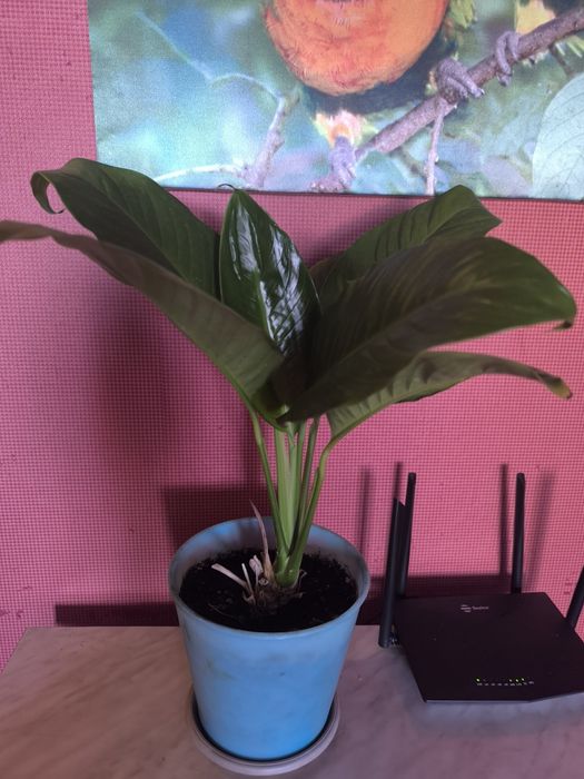 Спатифиллум женское счастье