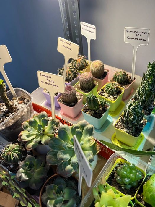 Кактусы и суккуленты