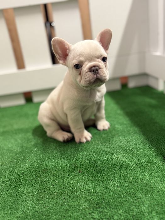 Bulldog francez pedigree