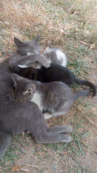 Отдам котят, полтора месячные.