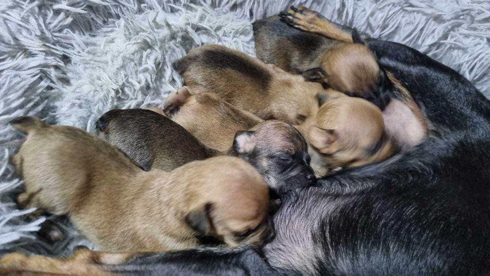 Русский той-терьер, резерв!