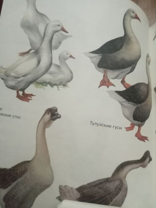 Полная энциклопедия птицеводства