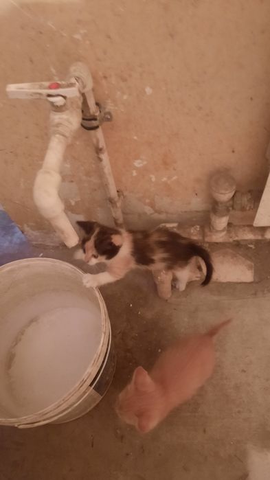 Котята даром, бесплатно.