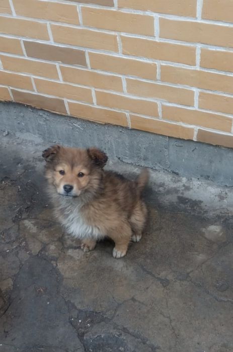 Отдам в добрые руки