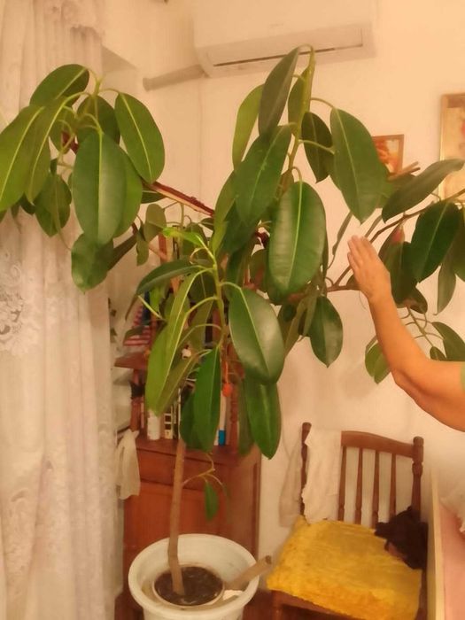 Продам комнатные фикусы и алоэ