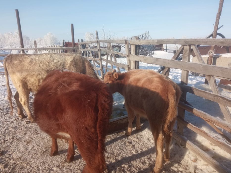 Продается КРС, бычки и телочки