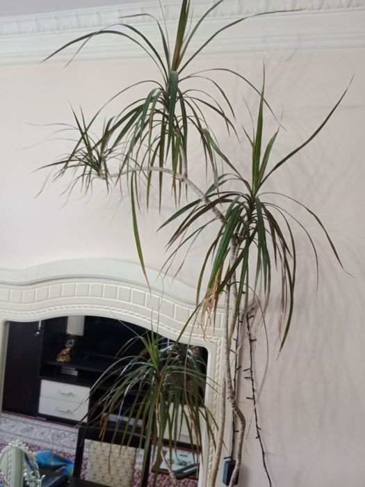 Продам домашние цветы