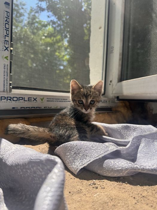 Котенок(девочка)