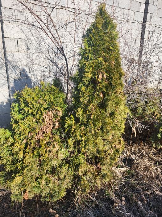 Продам туя западная Смартгард