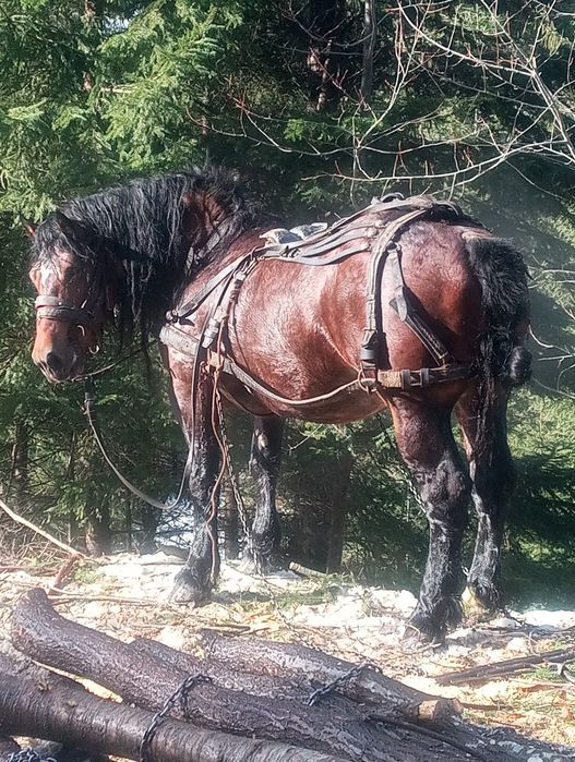 Vând cal armăsar 6 ani