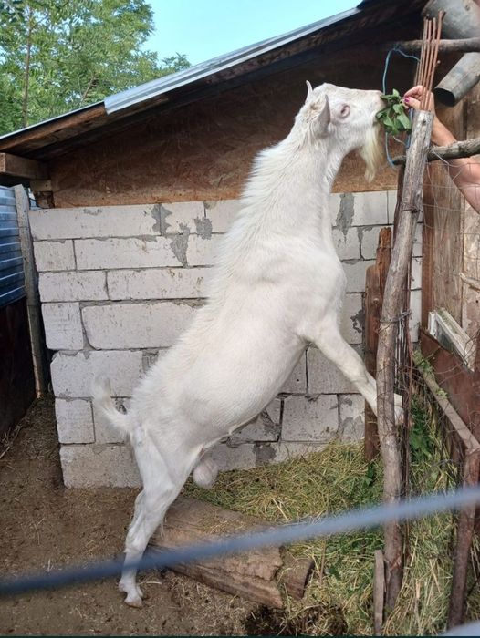 Vând/schimb țap saanen