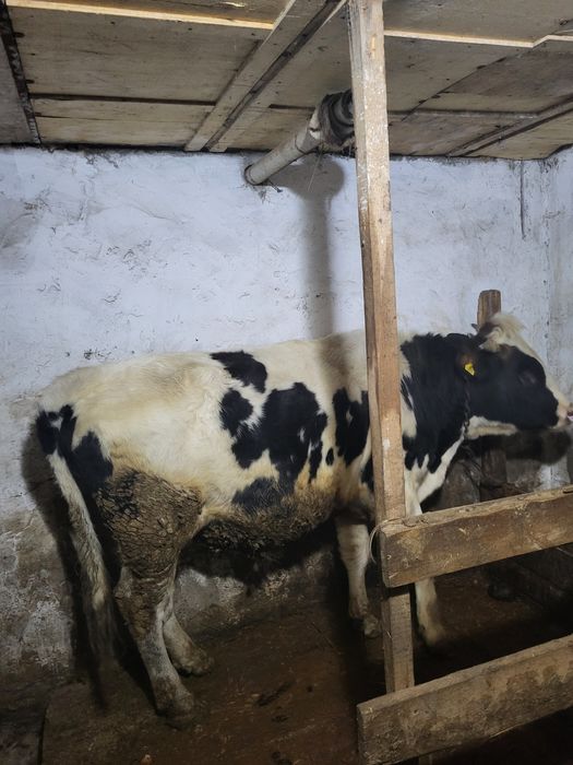 Продам молодого осеминителя