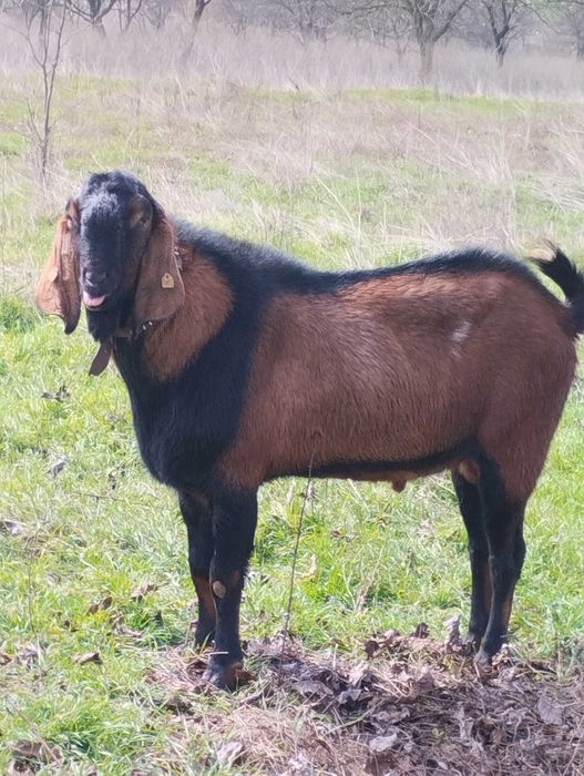 Продавам англонубииски пръч