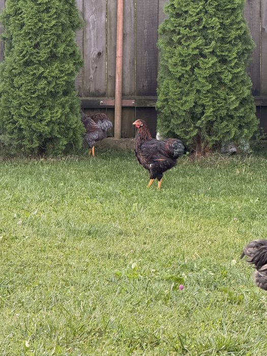 Cocosei wyandotte si australorp