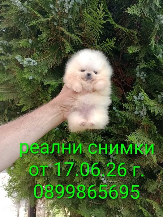 Миниатюрно мини момиче. Померан.
